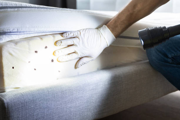 Best Wasp Removal Services  in North Lindenhurst, NY